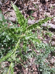 Ptilostemon strictus