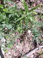 Ptilostemon strictus