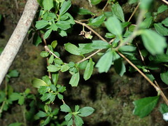 Xanthosia tridentata