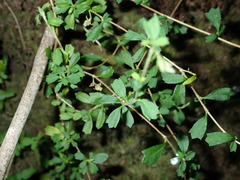 Xanthosia tridentata