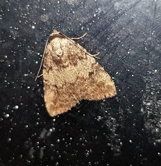 Tolpia conscitulana