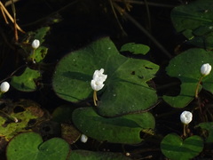 Nymphoides hydrophylla