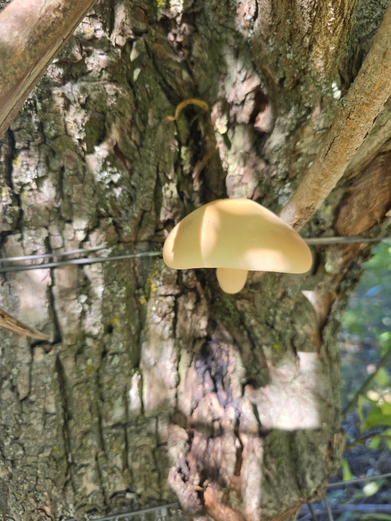 Cyclocybe parasitica · April 2025 · photo: © xmahliax (iNaturalist, cc-by-nc)