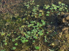 Nymphoides hydrophylla