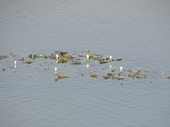 Nymphoides hydrophylla