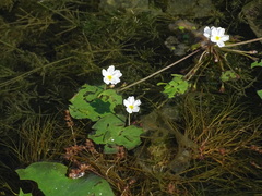 Nymphoides hydrophylla