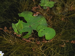Nymphoides hydrophylla