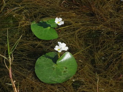 Nymphoides hydrophylla
