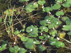 Nymphoides hydrophylla