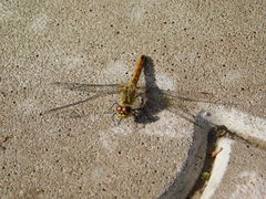 Sympetrum sanguineum