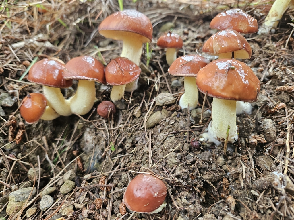 Suillus granulatus · April 2025 · photo: © jacog (iNaturalist, cc0)