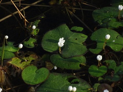 Nymphoides hydrophylla