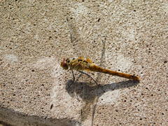 Sympetrum sanguineum