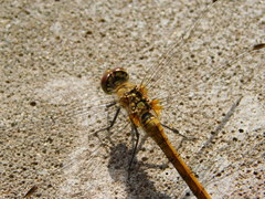 Sympetrum sanguineum