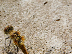 Sympetrum sanguineum