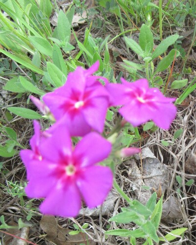 Phlox drummondii