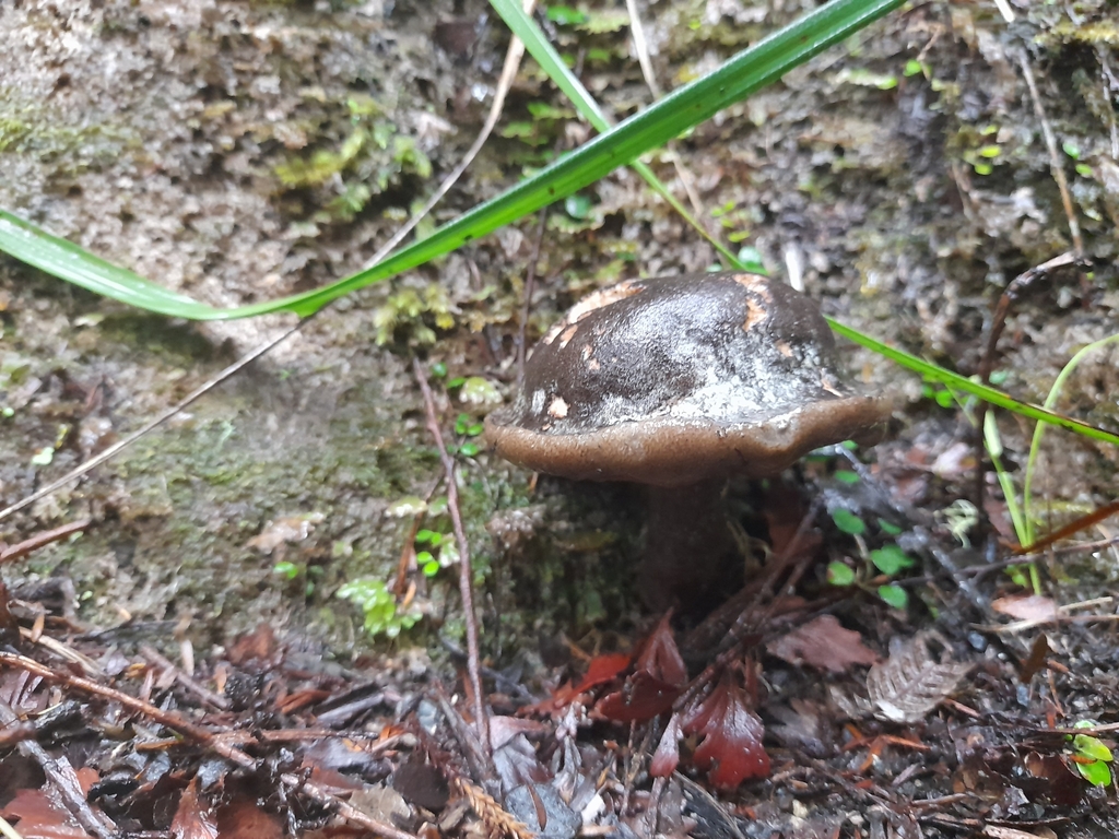Tylopilus formosus · April 2025 · photo: © mphnz (iNaturalist, cc0)
