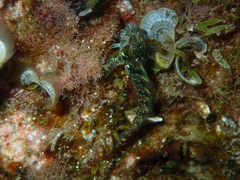 Parablennius incognitus