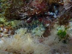 Parablennius incognitus