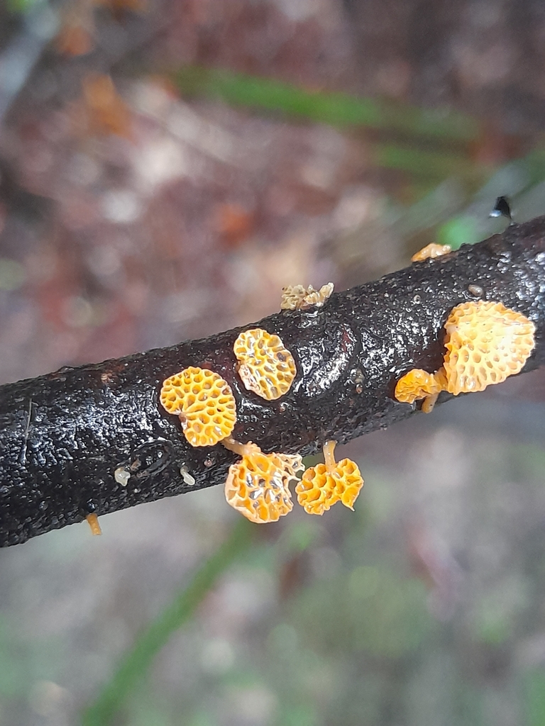 Favolaschia claudopus · April 2025 · photo: © mphnz (iNaturalist, cc0)