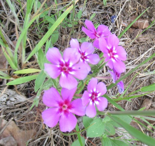 Phlox drummondii