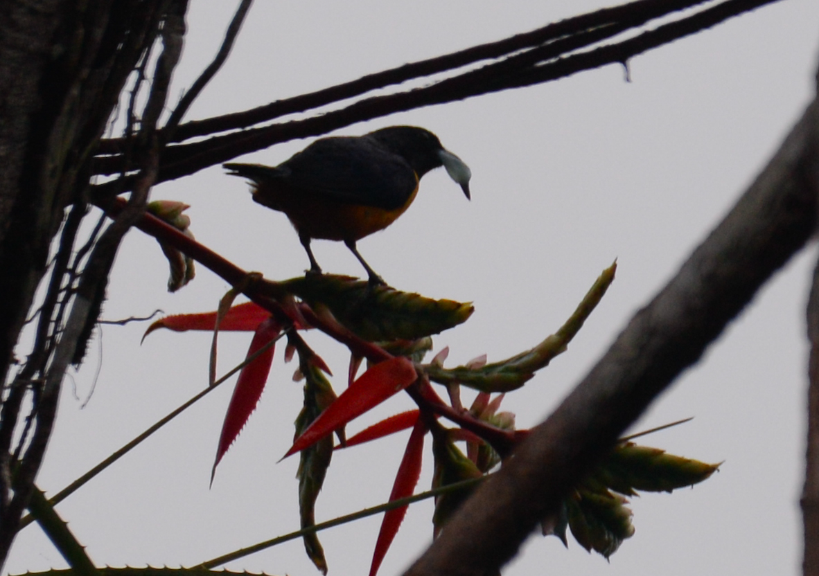 Rufous-bellied Euphonia (Euphonia rufiventris)