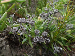 Ruschia macowanii