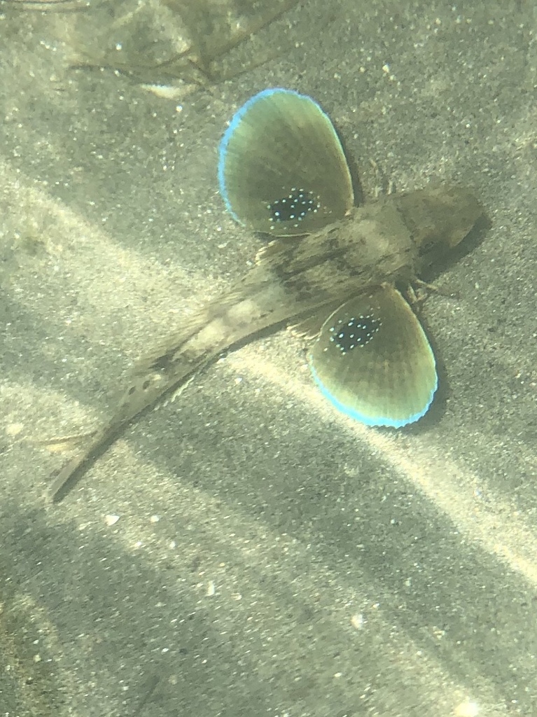 Tub Gurnard