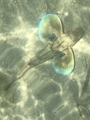 Chelidonichthys lucerna