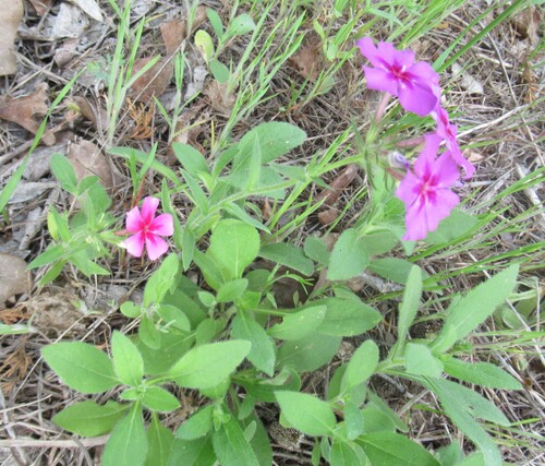 Phlox drummondii