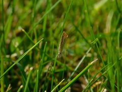Agriphila straminella