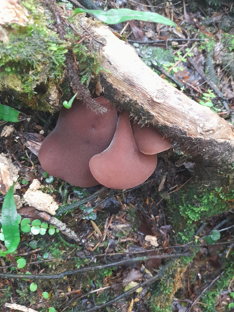 Auricularia cornea · April 2025 · photo: © mphnz (iNaturalist, cc0)