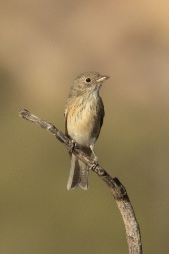 Rufous Whistler