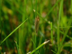 Agriphila straminella