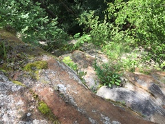 Eupatorium godfreyanum