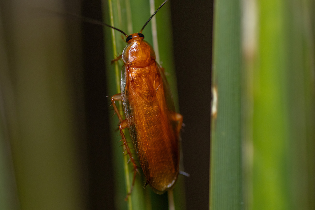 fulvous wood cockroach