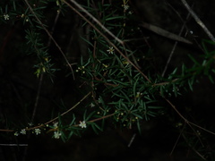 Micrantheum ericoides