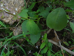Orthosiphon thymiflorus