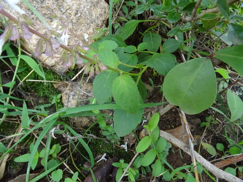 Image of Orthosiphon thymiflorus by no rights reserved