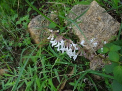 Orthosiphon thymiflorus
