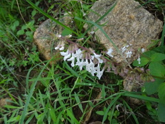 Orthosiphon thymiflorus