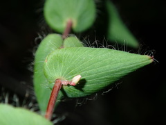 Leucopogon amplexicaulis