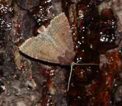 Diarsia dislocata