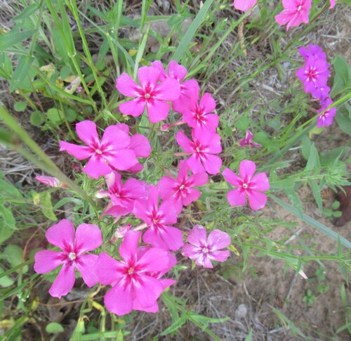 Phlox drummondii