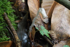 Monotropastrum humile