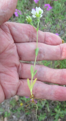 Image of Mononeuria nuttallii by (c) Linda Jo Conn, some rights reserved (CC BY)
