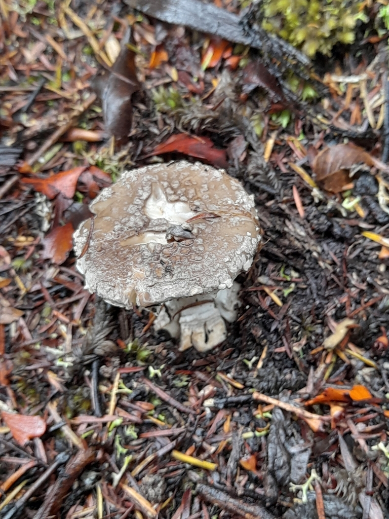 Amanita nothofagi · April 2025 · photo: © mphnz (iNaturalist, cc0)