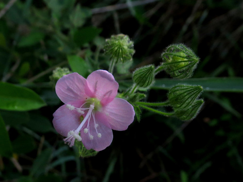 Image of Pavonia odorata by no rights reserved