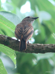 Megabyas flammulatus