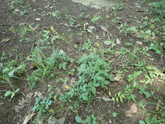 Agrimonia pilosa japonica